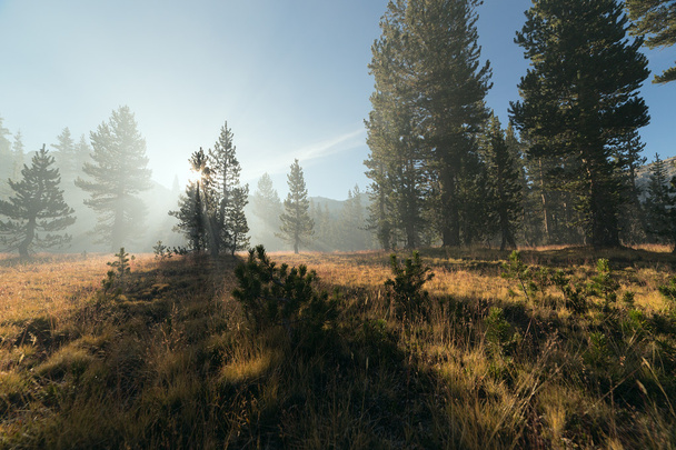 Com raios de sol passando pelo nevoeiro na floresta de montanha
 - Foto, Imagem