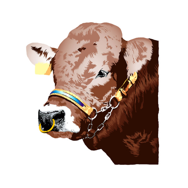 Brown german Braunvieh bull realistic illustration - Vektör, Görsel