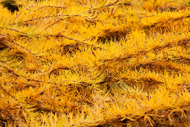 Golden leafs of Larix conifer - Photo, Image