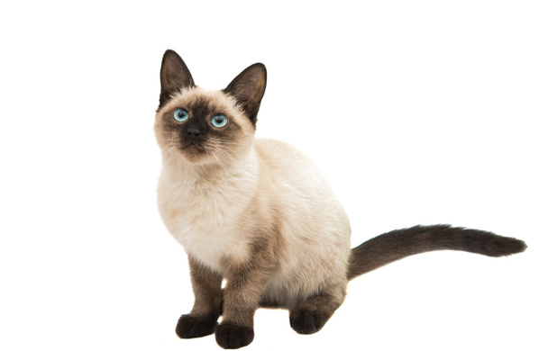 сіамські кошеня
 - Фото, зображення