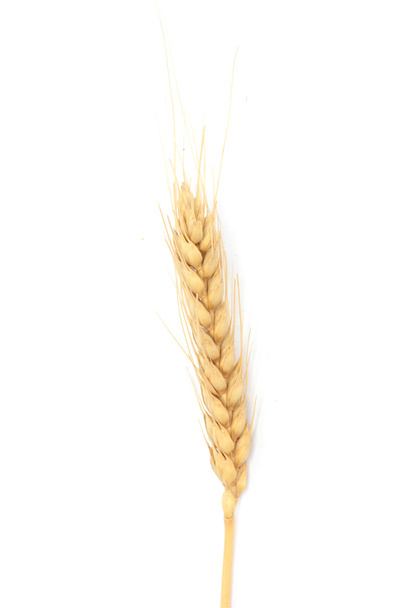Dried Ear of Cereal crop in studio isolated against white backgr - Photo, Image