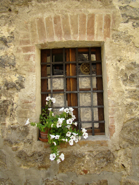 weiße Petunien im Fenster - Foto, Bild