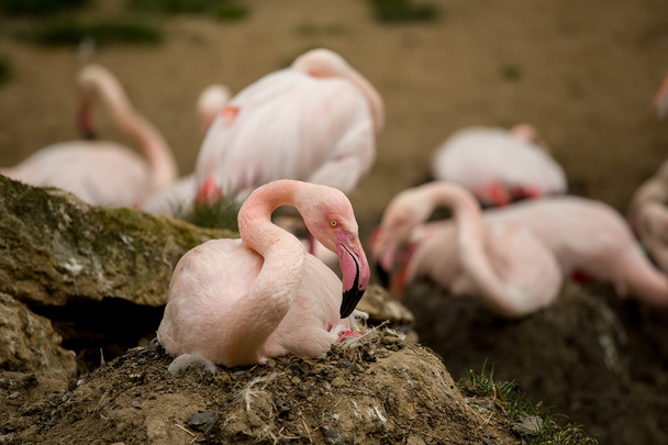 Gyönyörű amerikai flamingók, a hun-fészek - Fotó, kép