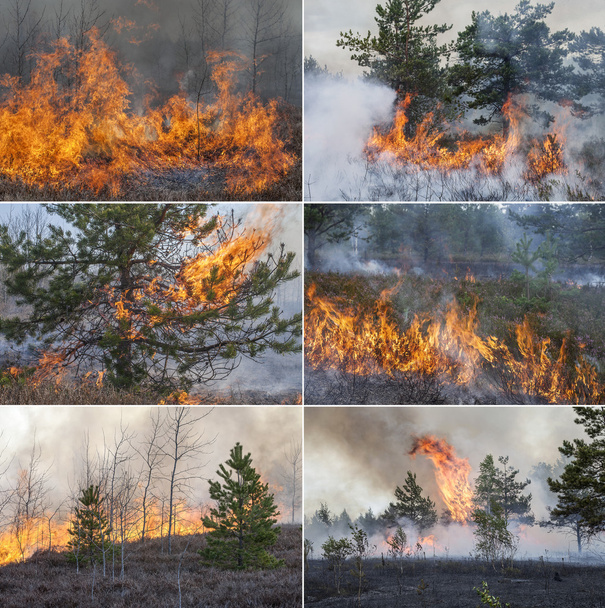 Collection with six forest fire images - Fotografie, Obrázek