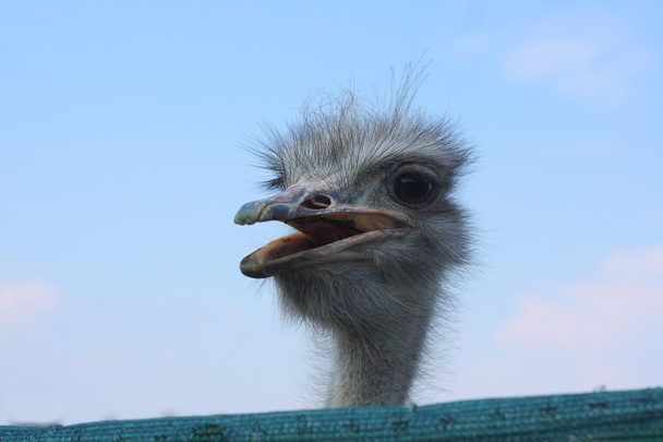 nieuwsgierig struisvogel - Foto, afbeelding