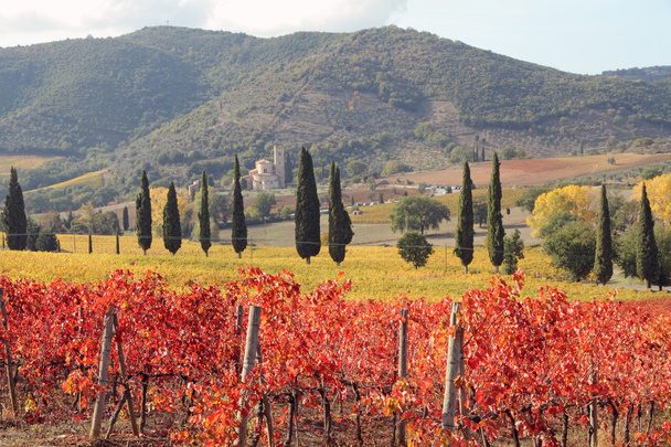 Paisaje de viñedos toscanos en otoño
, - Foto, imagen