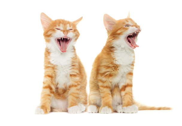 Ginger Tabby Kittens Yawing - Foto, Imagem