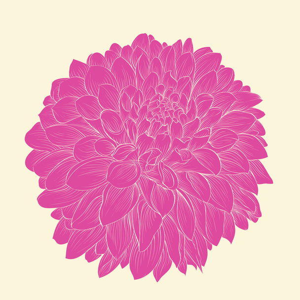 beautiful pink dahlia drawn in graphical style contours and lines, isolated on background. - Вектор,изображение