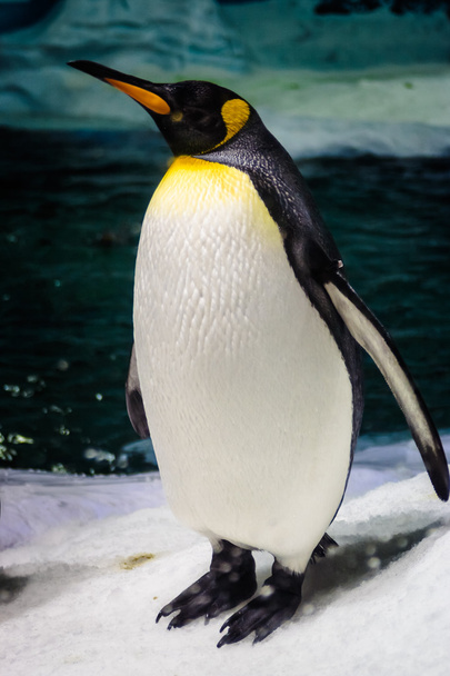 Emperador pingüino de pie alto
 - Foto, Imagen