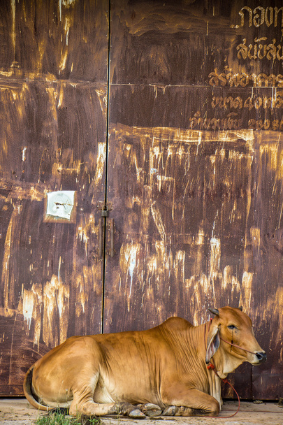 Корова коричнева з іржею стіни
. - Фото, зображення