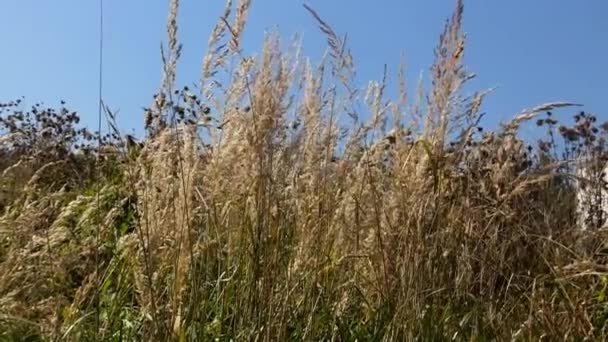 The wind is blowing, dry panicle wild grasses sway and move in the wind against a blue sky. - Footage, Video
