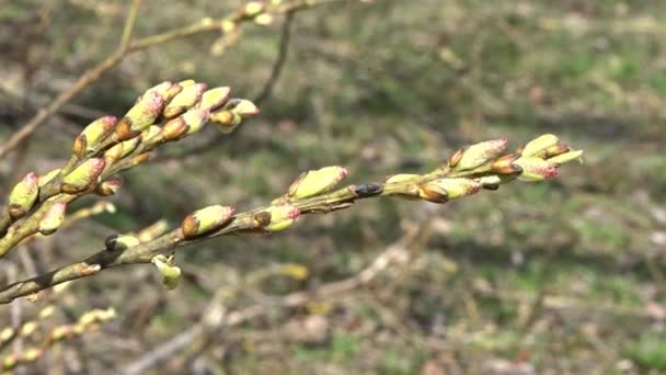 Spring branch with blossoming buds swaying in the wind. - Footage, Video