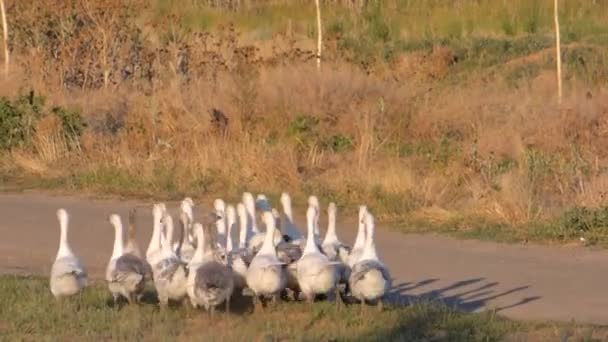 flock of white geese - Footage, Video