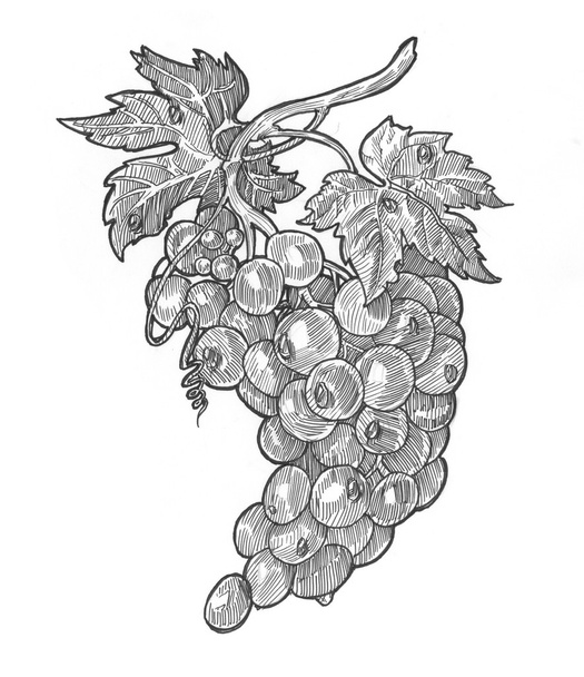 Engraving style grapes - Фото, изображение