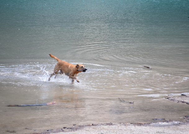 hond spelen in het meer - Foto, afbeelding