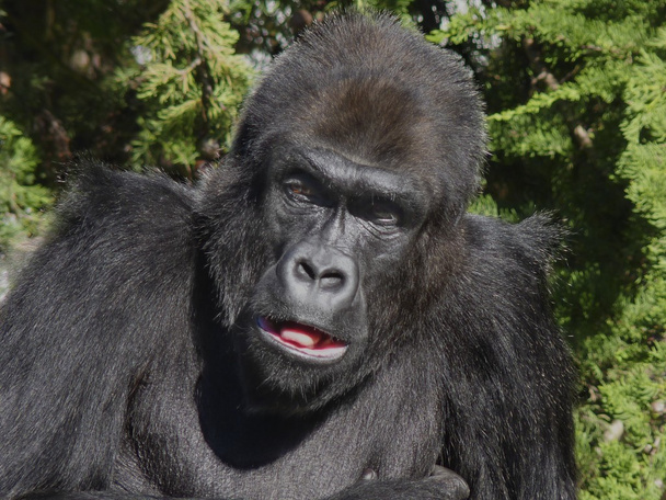 African gorilla portrait - Photo, Image