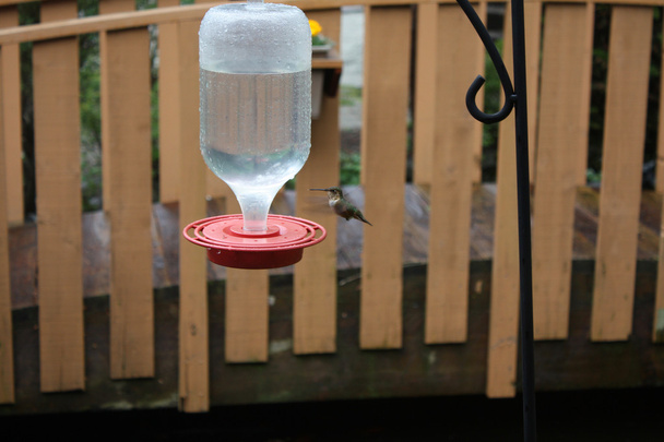 Kolibřík krmení - Fotografie, Obrázek