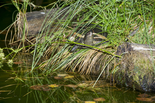 Żółw europejski (Emys orbicularis)) - Zdjęcie, obraz