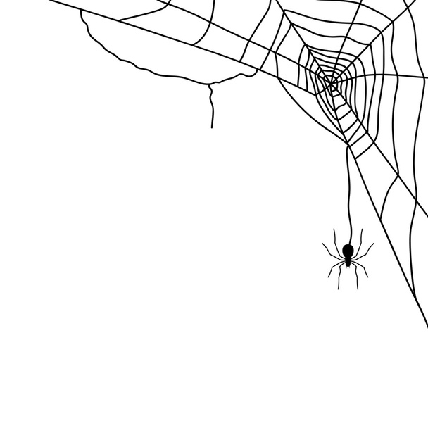 白、ベクトルに分離されたクモと web  - ベクター画像