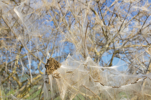Pest caterpillars wrap whole bush - Photo, Image