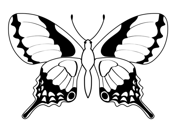 butterfly, insect - Vektör, Görsel