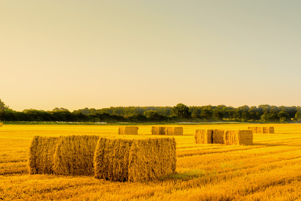 Straw bales in a countryside landscape - Photo, Image
