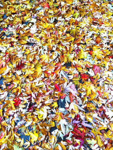 カラフルなカエデの葉の背景 - 写真・画像