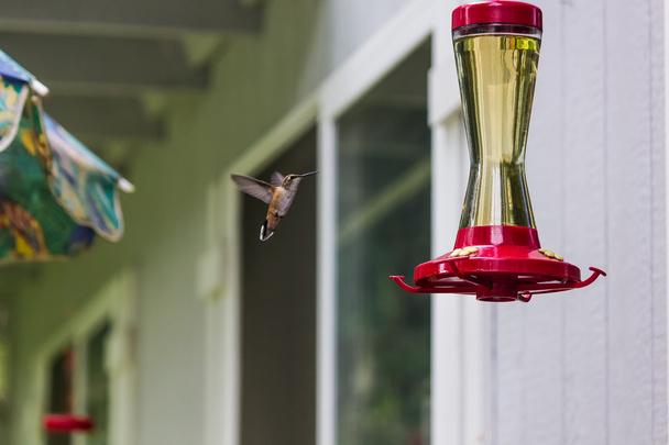 Kolibříkovi letí blízko podavač - Fotografie, Obrázek