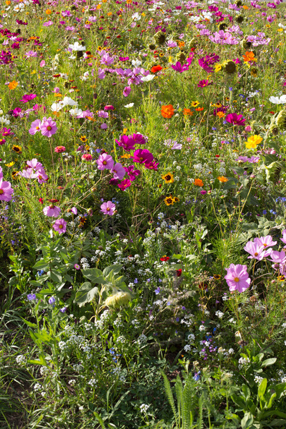 Flower meadow - Photo, Image