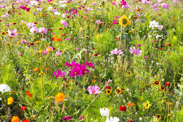 Flower meadow - Photo, Image