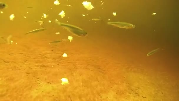Un montón de peces bajo el agua comer cebo pan en el fondo del río
. - Imágenes, Vídeo