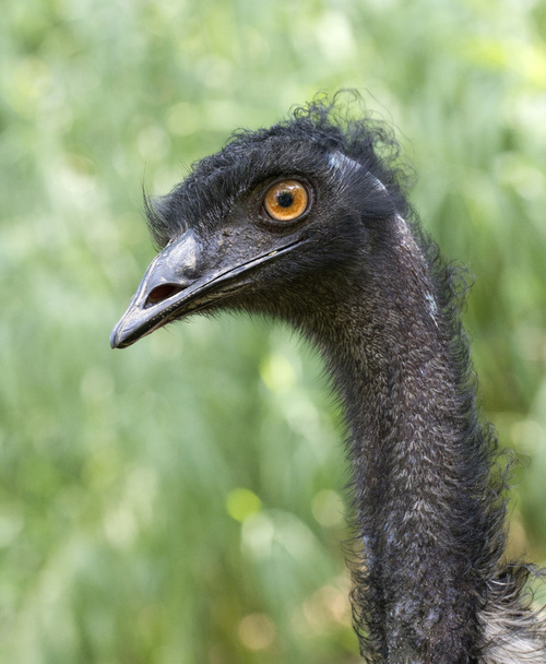 Emu (Dromaius novaehollandiae)
) - Foto, Imagen