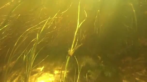 Algák az alján a folyó víz alatt. - Felvétel, videó