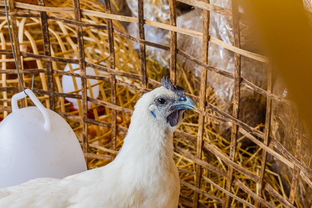 pollos blancos en un gallinero
 - Foto, Imagen