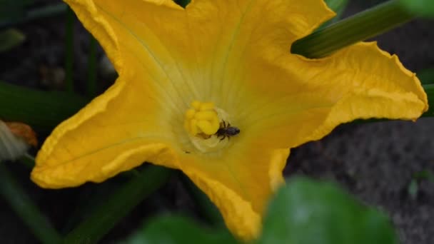 Video of a bee who sits down on the blossoming pumpkin - Footage, Video