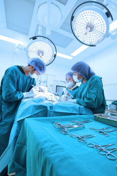 group of veterinarian surgery in operation room - Photo, Image