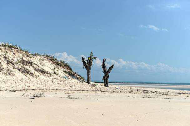 magaruque island - mosambik - Foto, Bild
