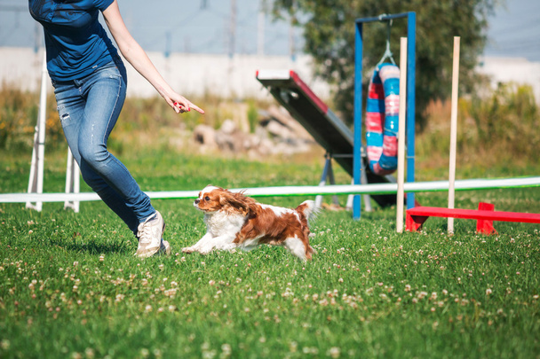 Dog running in agility - Zdjęcie, obraz