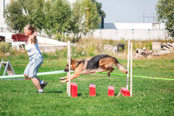 Dog running in agility - Photo, image