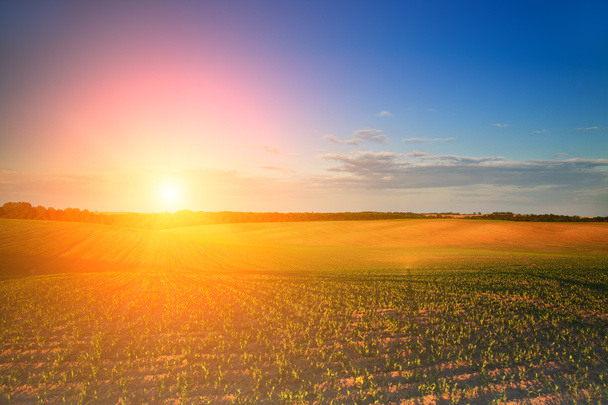 Green Field and Beautiful Sunset - Fotografie, Obrázek