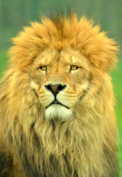 Male Lion close up portrait - Фото, зображення