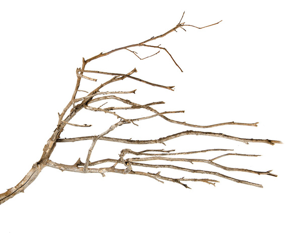 suchá větev - Fotografie, Obrázek