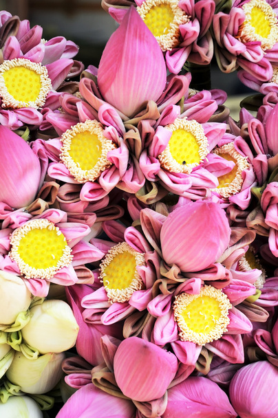 pink lotus flower in market - Photo, Image