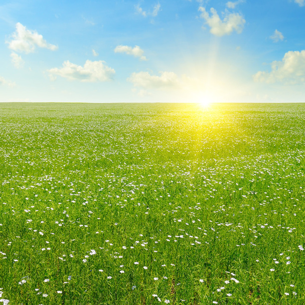 field with flowering flax and blue sky - Zdjęcie, obraz