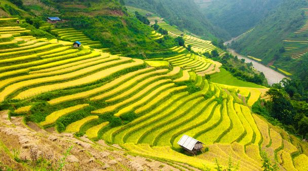 Rice fields on terraced of Mu Cang Chai, YenBai, Vietnam - Photo, Image