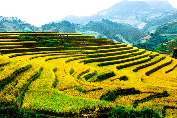 Reisfelder auf Terrassen von mu cang chai, yenbai, vietnam - Foto, Bild