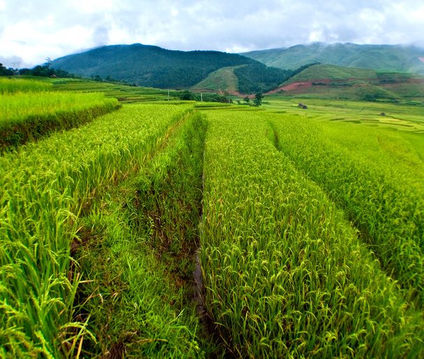 Campos de arroz em terraço de Mu Cang Chai, YenBai, Vietnã
. - Foto, Imagem