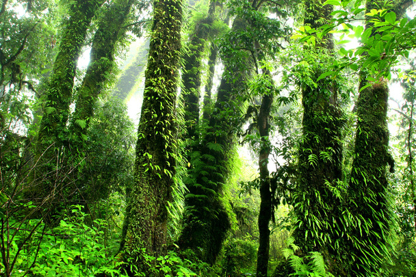 Τροπικό δάσος στο βουνό Inthanon, Τσιάνγκ Μάι, Ταϊλάνδη. - Φωτογραφία, εικόνα