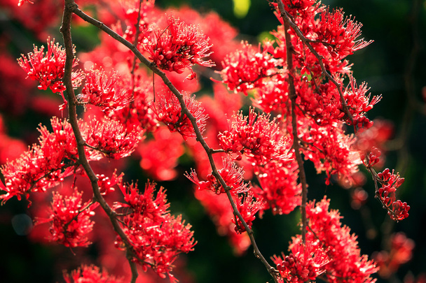 Harvinaiset luonnonvaraiset kukat Tabagdang (Lythraceae, Lagerstraemia calyculata
 - Valokuva, kuva