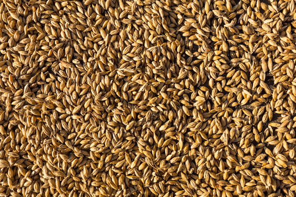 Wheat background - Photo, Image